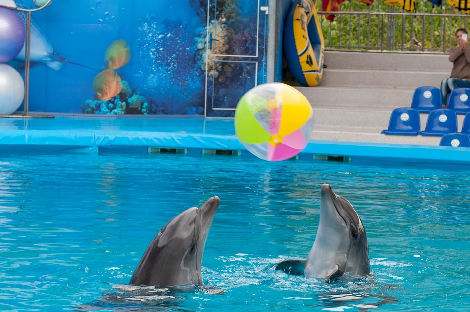дельфины играют с мячами
