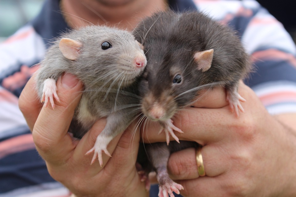 две крысы в руках человека