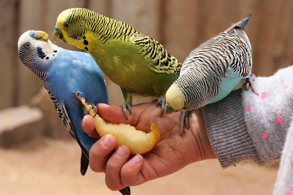 попугаи на руке у хозяина