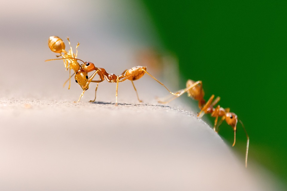 фараоновые муравьи 
