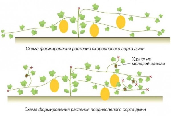схема формирования плодов дыни
