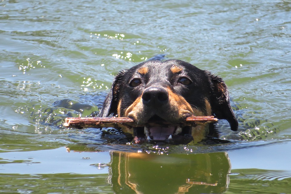 собака плывет в мутной воде