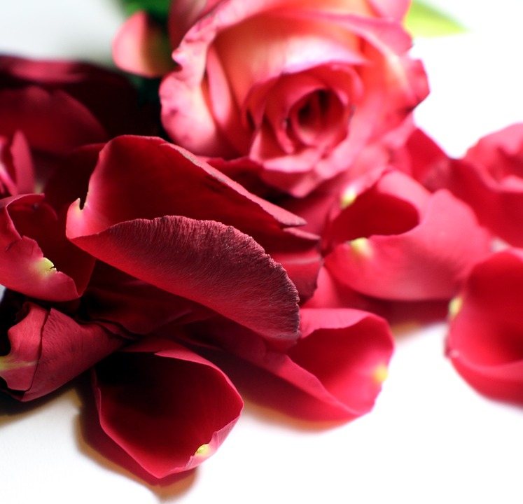лепестки красной розы