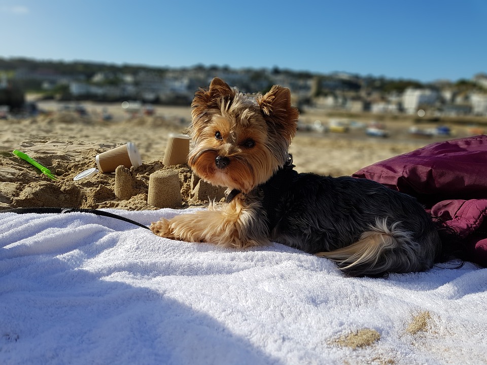 собака в отпуске на море