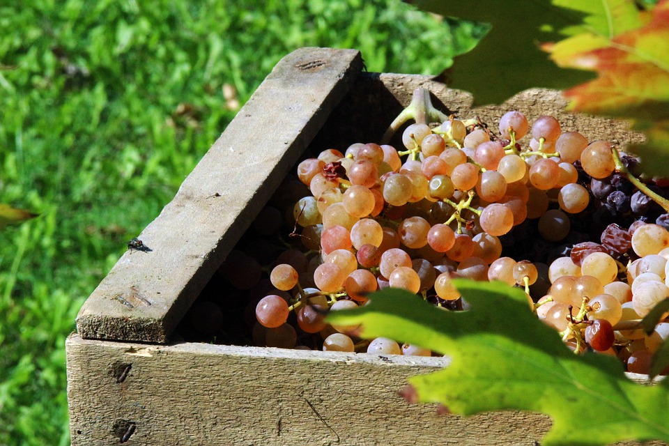 как правильно хранить виноград в ящике