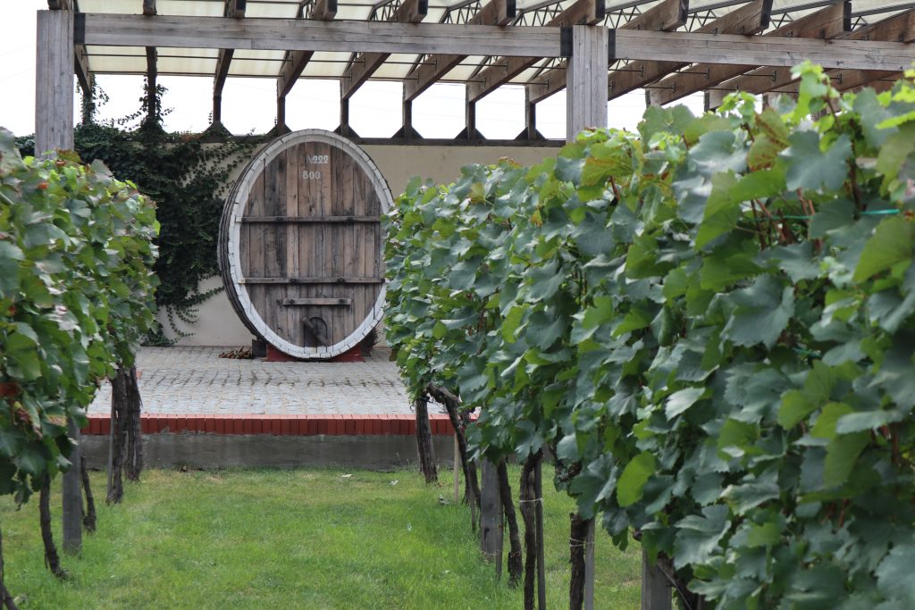 Центр культуры вина Шабо 