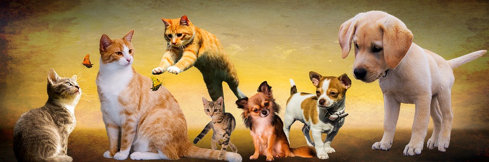Гороскоп кошек и собак
