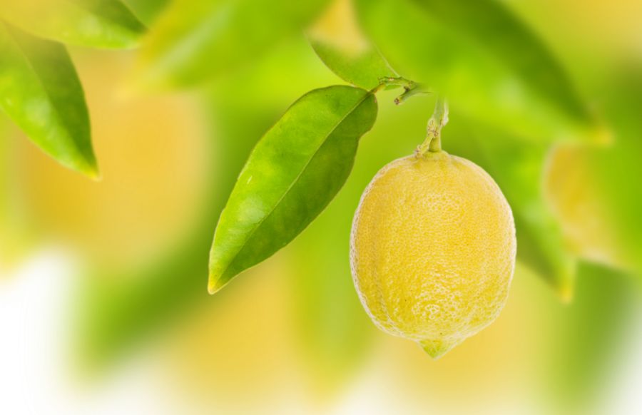 Листья лимона