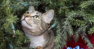 елка,кошка,гирлянда,новый год