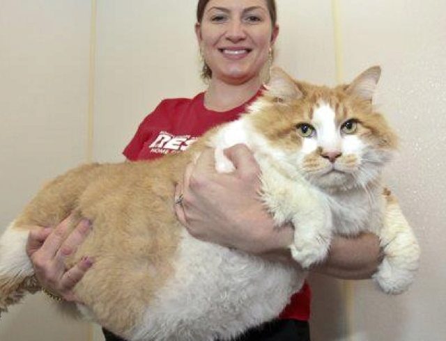 кот,толстый
