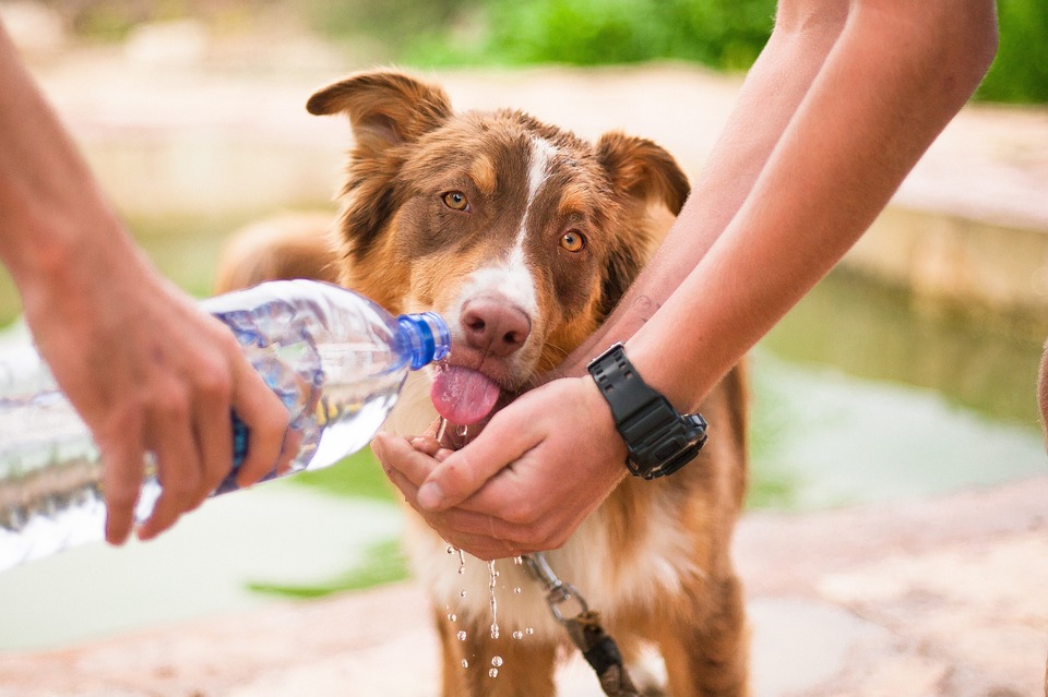 собаке дают пить воду из бутылки
