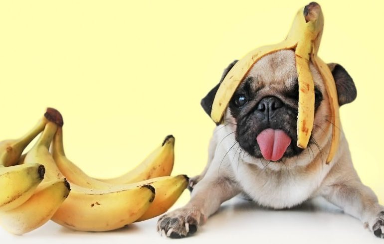 бананы, собаки