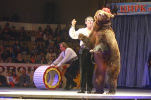 медведь в цирке