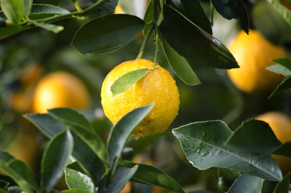 на дереве растут лимоны