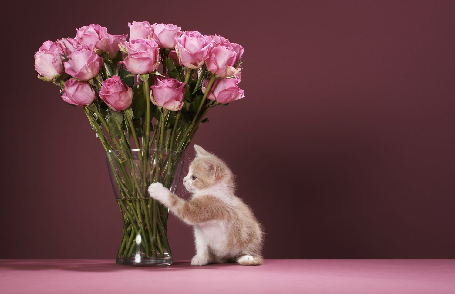Котенок с букетом роз