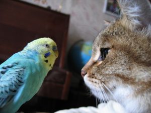 кот и попугай