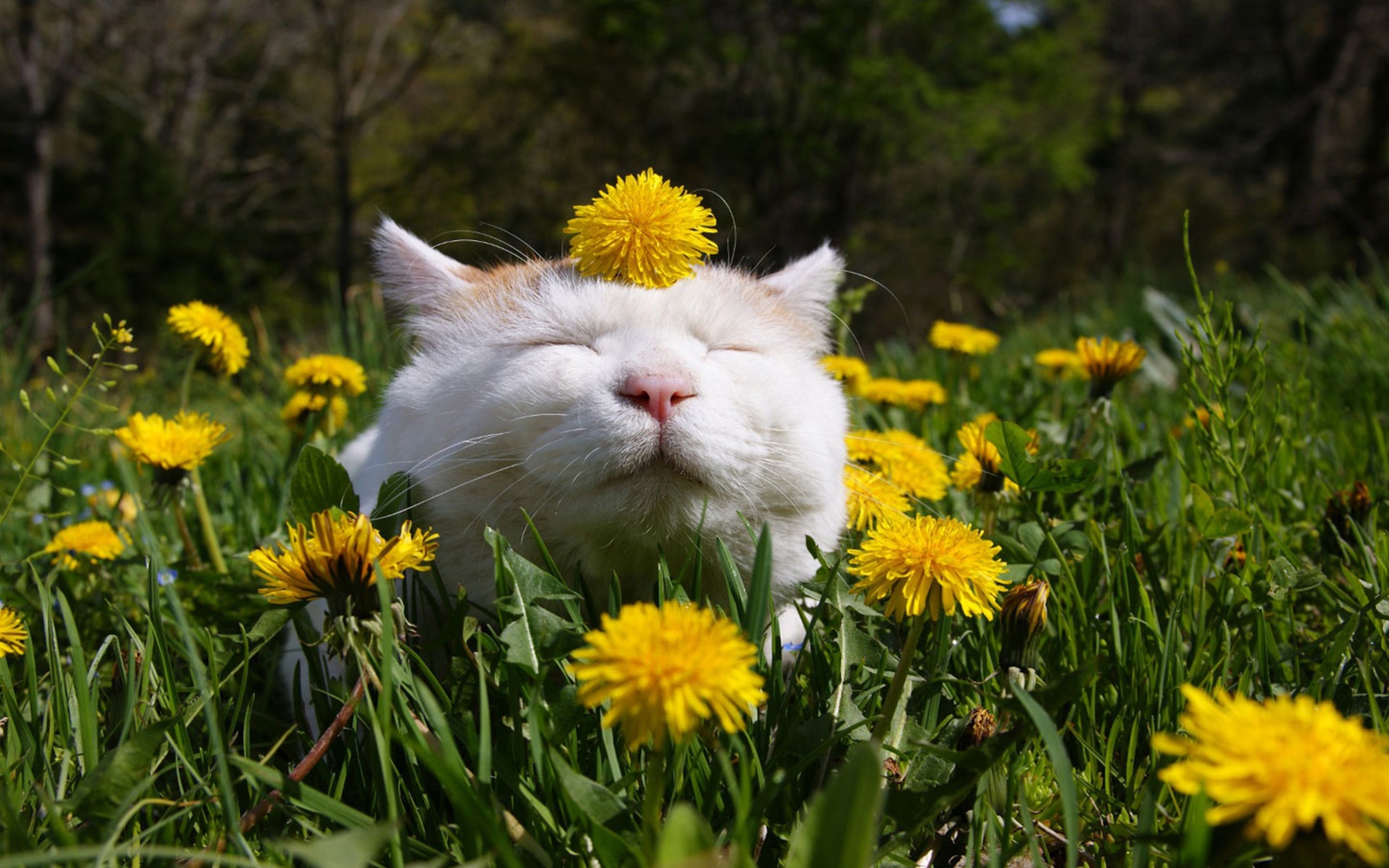 Картинки весенние красивые веселые. Счастливый кот. Летний кот.