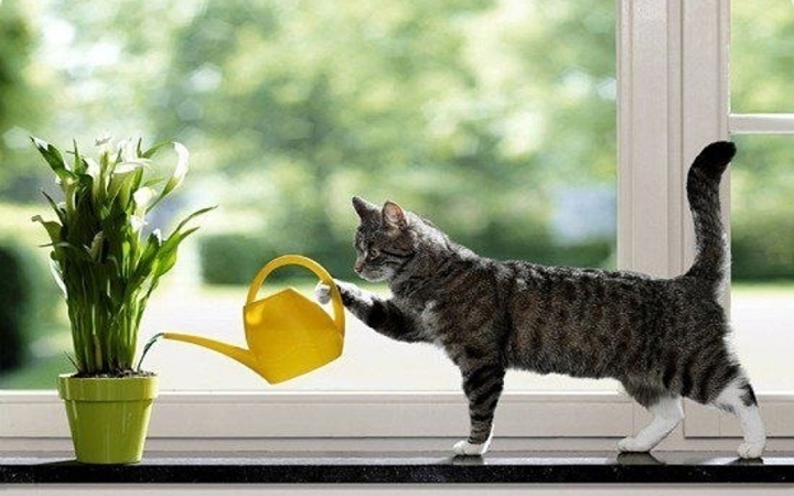 кот поливает цветы