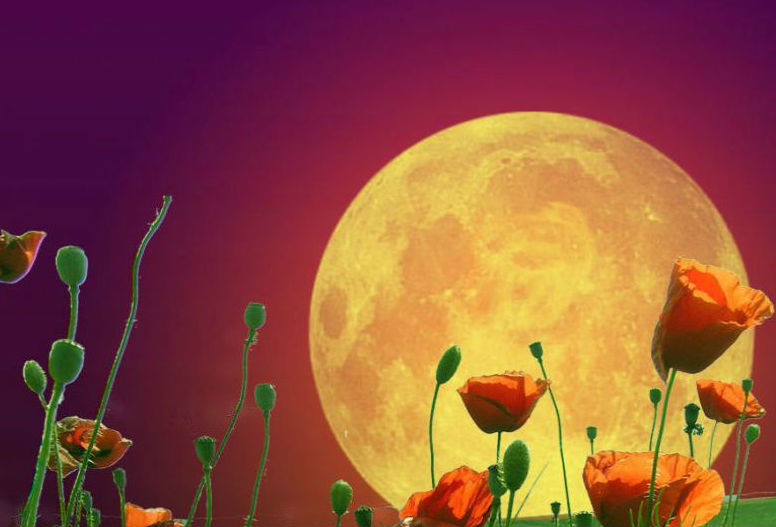 Влияние Луны на посадки растений