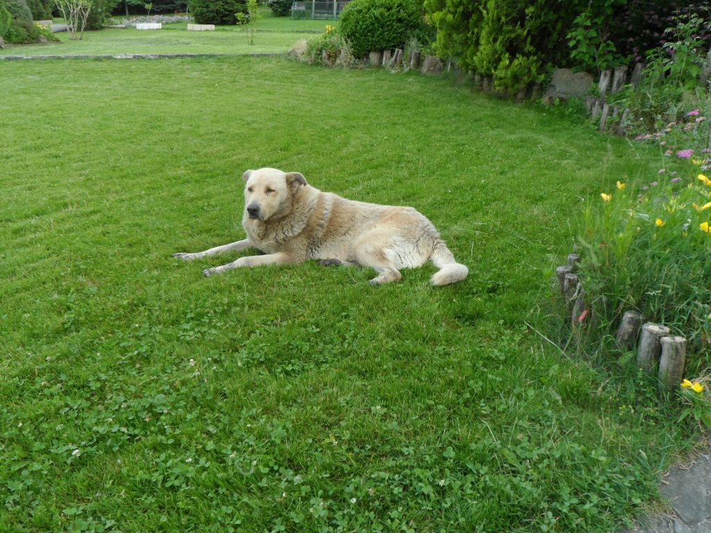 Собака на газоне
