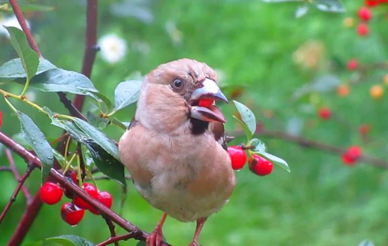 птица на дереве в саду ест ягоду