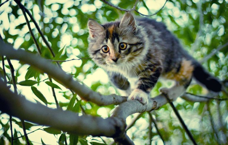 котенок залез на дерево