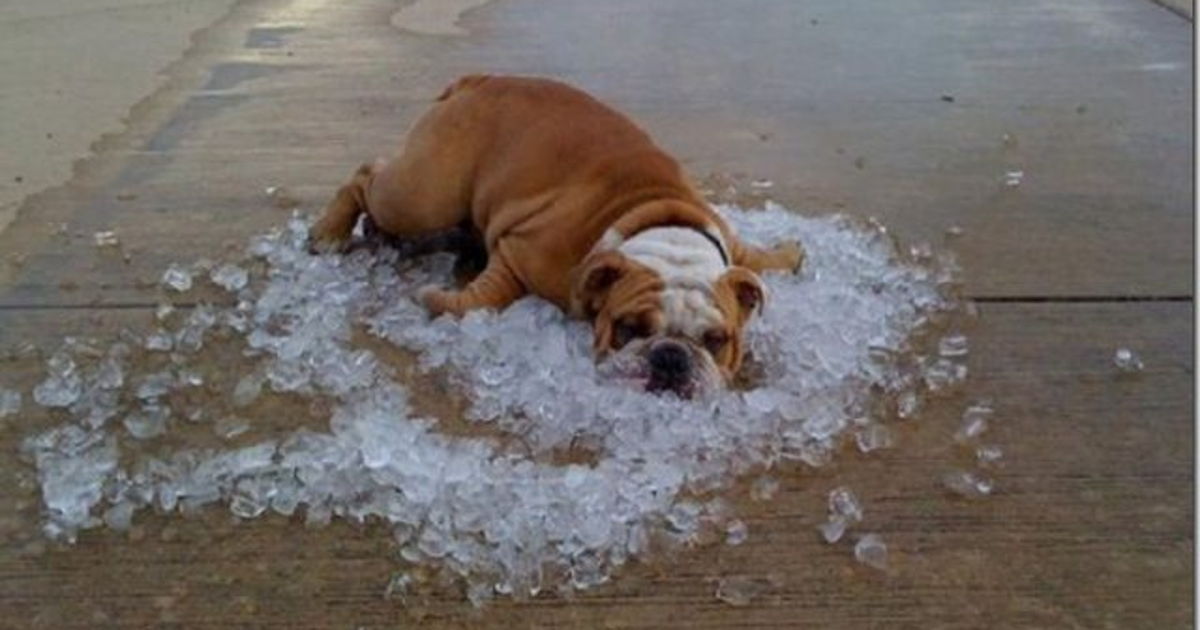 собака лежит во льду в жару