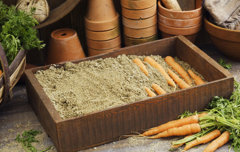 морковка в ящике с песком