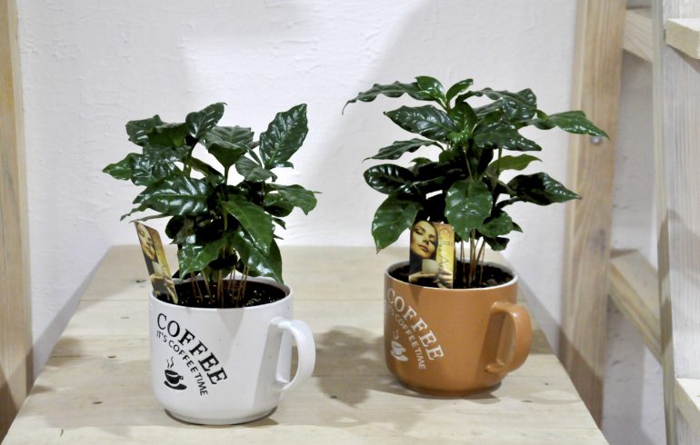 выращиваем кофейное дерево дома
