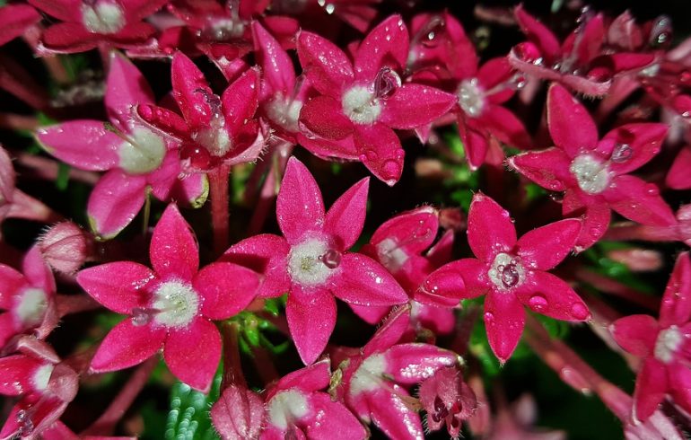 цветок пентас выращивание