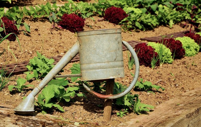 Как помочь растениям пережить засуху