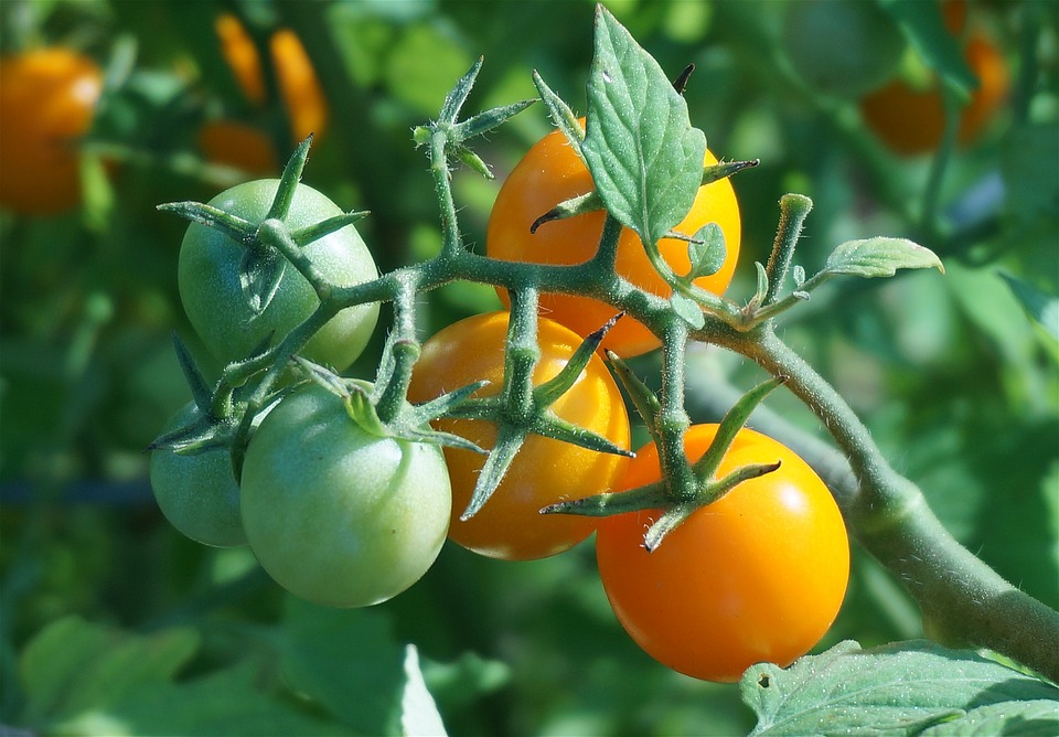 Як боротися з фітофторозом томатів