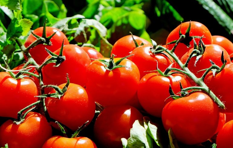 Советы по уходу за помидорами летом