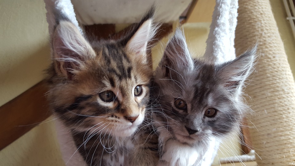 два котенка породы мейн-кун