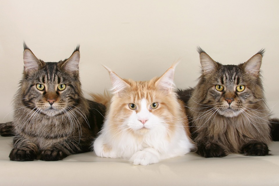 три кота породы мейн-кун