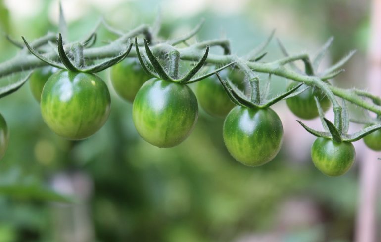 Зеленые помидоры против варикоза
