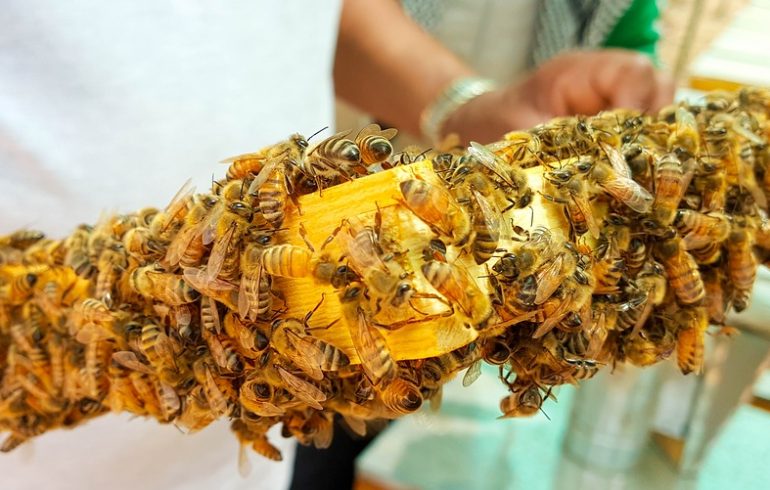 Пчела заменит врача