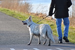 белая собака гуляет