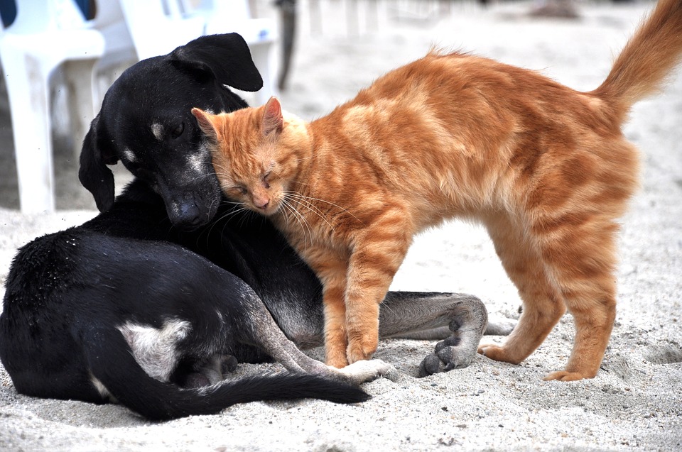 гороскоп кошек и собак