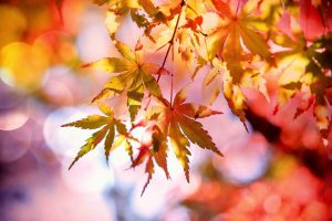 желтые листья клена осенью