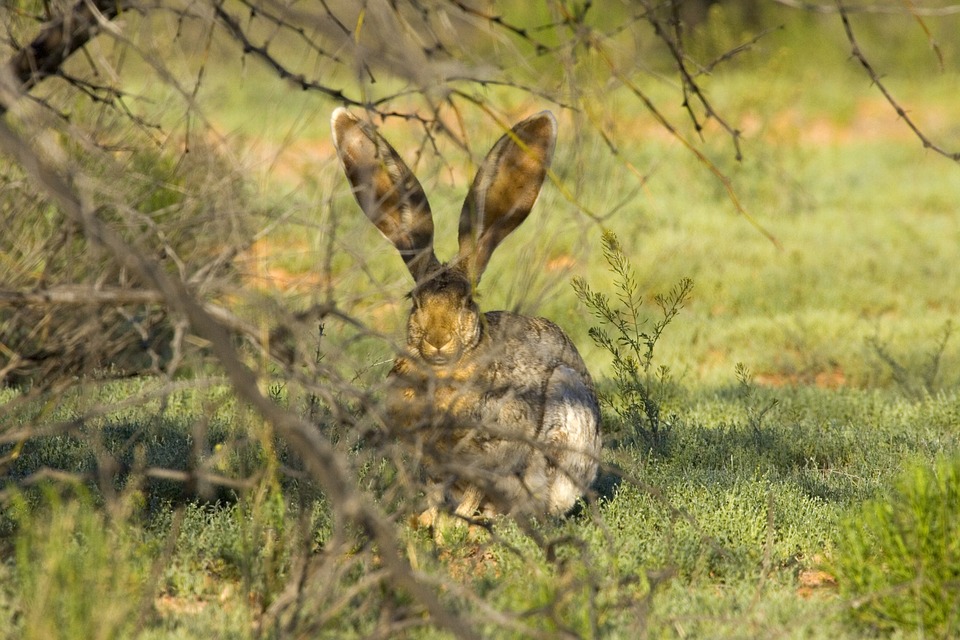 как защитить деревья от зайцев