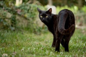 черный кот, праздник