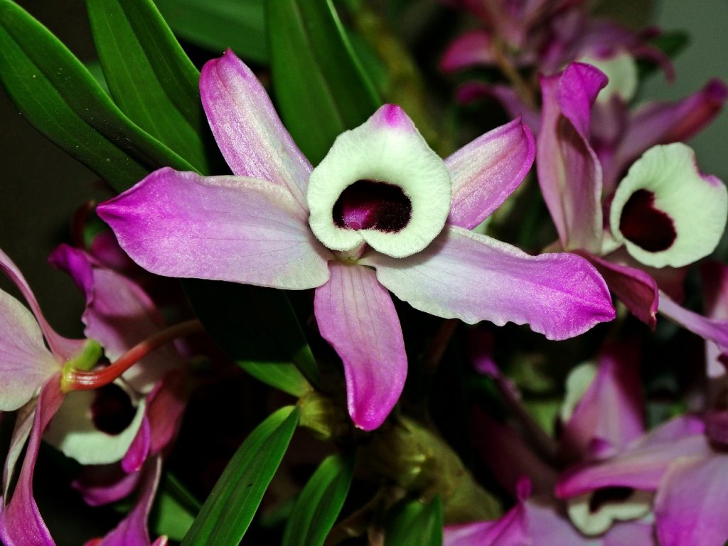 цветок дендробиум нобиле