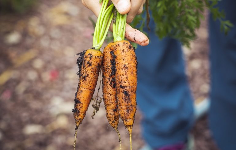 Морковь — помощница лука