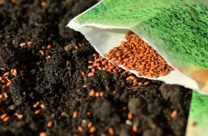 Как выбрать семена для рассады