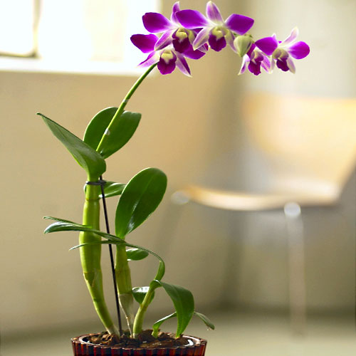Дендробиум — один из наиболее богатых видами род орхидей 