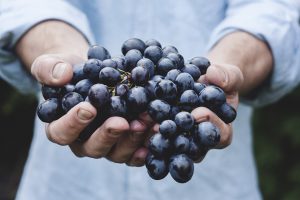 фермер держит в руках кисть винограда