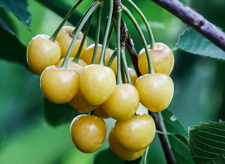ягоды желтой черешни в саду