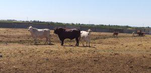 коровы украинские «зебу»