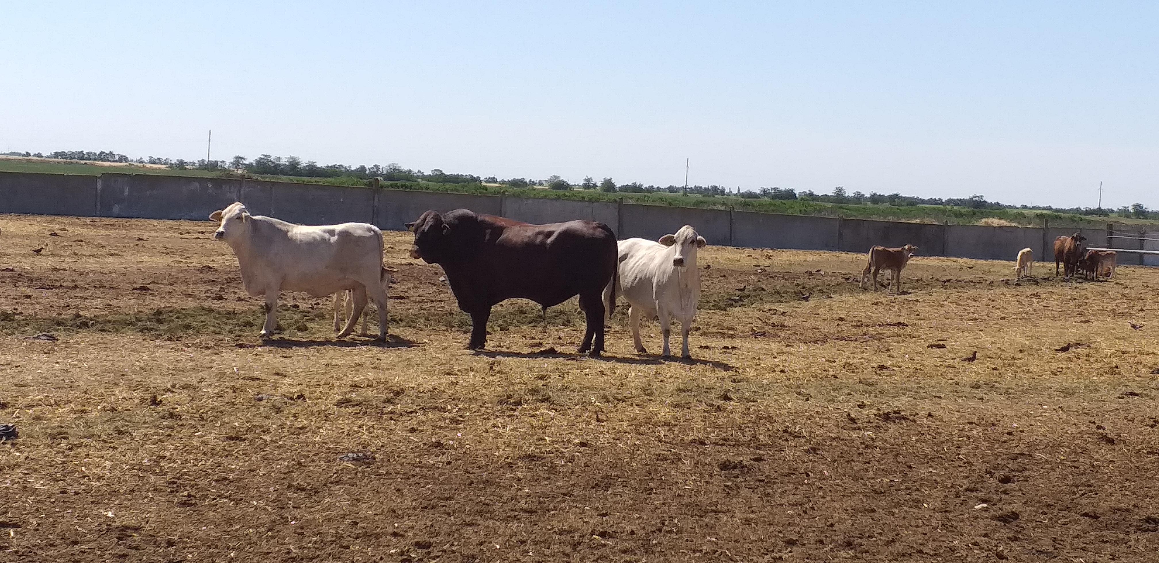коровы украинские «зебу» 